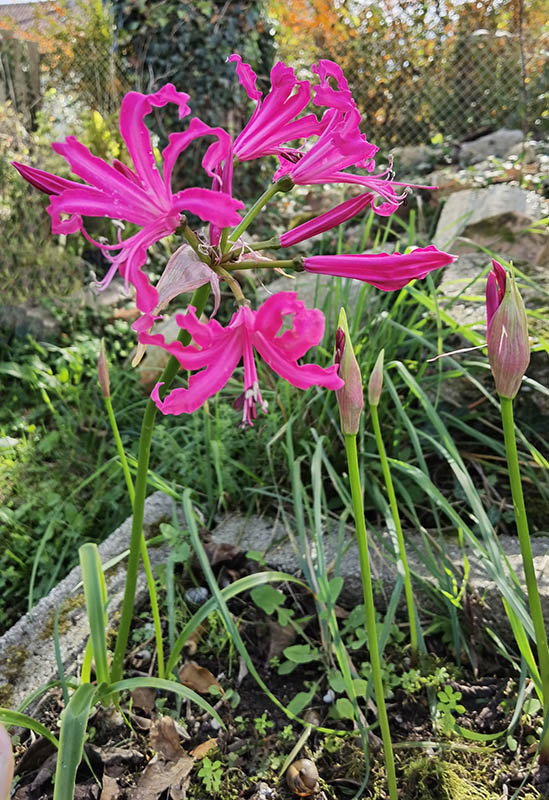 Nerine bowdenii 'Isabel'